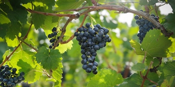 Blaufränkisch Blaufränkisch