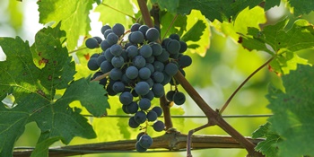 Cabernet Franc Cabernet Franc