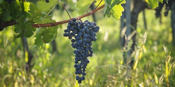 Cabernet Sauvignon Cabernet Sauvignon