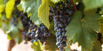 Graciano Graciano