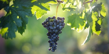 Merlot Merlot