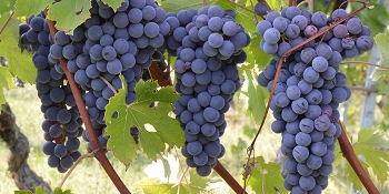 Nebbiolo Nebbiolo