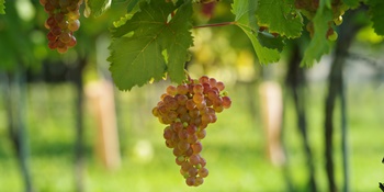 Roter Veltliner Roter Veltliner