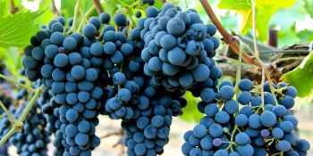 Sangiovese Sangiovese