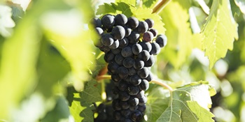Tempranillo Tempranillo