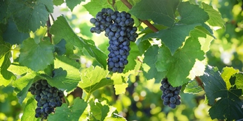 Pinot Noir Pinot Noir