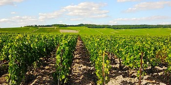 MAURICE VESSELLE -> Champagne MAURICE VESSELLE -> Champagne