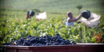 Burgund