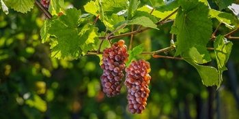 Grauburgunder