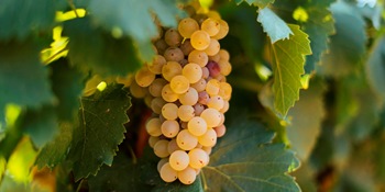 Garnacha Blanca